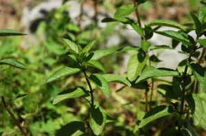 menta piperita