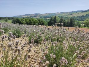 lavanda proprietà e utilizzi